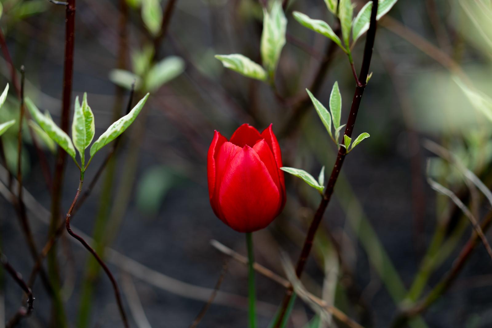 Red tulip flowers background outdoor